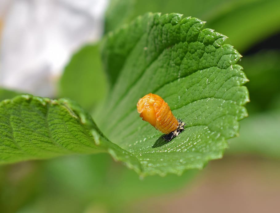 marieta, pupa, full, primer pla, pupa de marieta, part inferior de la fulla, insecte, beneficiós, animal, naturalesa, color verd, enfocament selectiu, planta, dia, part de la planta, cap gent, menjar, tirar, aigua, frescor, creixement, humit, menjar i beguda, alimentació saludable, centrar-se en primer pla, a l'aire lliure, petit, rosada, 2K