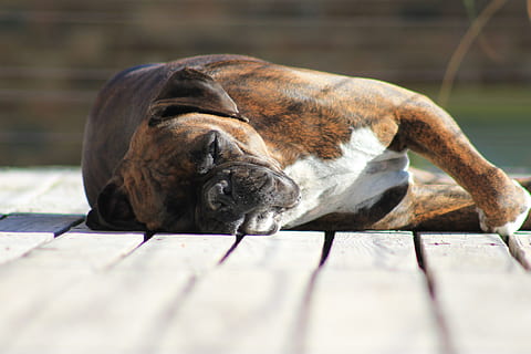 boxare, sovande, hund, ett djur, inget folk, djurteman, dag, ligger ner, utomhus, djur-, däggdjur, avslappning, ryggradsdjur, husdjur, vilar, inhemsk, hund-, solljus, natur, selektiv fokusering, trämaterial, 4K, CC0, offentligt domän, royaltyfria