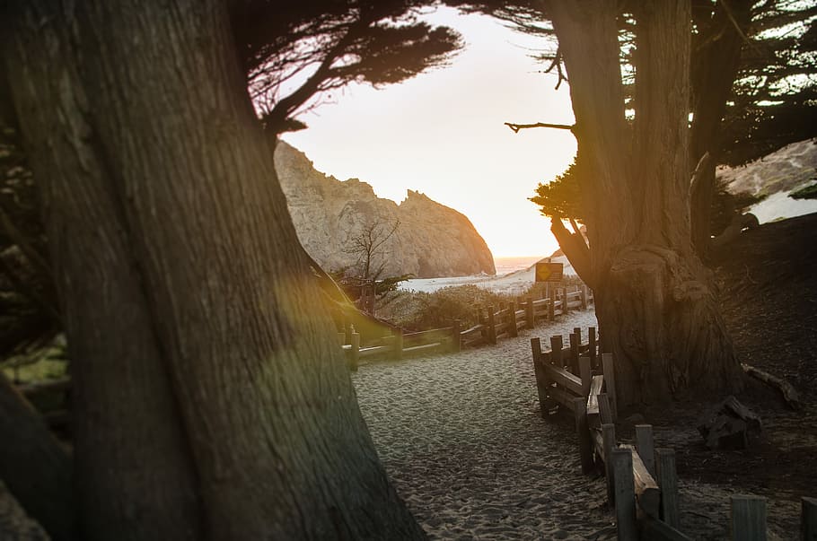 camí entre els arbres, tanca al costat de la vora del mar, Camí, ruta, passarel·la, arbre, tronc de l'arbre, flamarada, parc, pfeiffer beach, flare de la lent, fusta, sorra, porpra, big sur, oceà, màgic, tronc, naturalesa, aigua, planta, dia, cap gent, llum solar, tranquil·litat, a l'aire lliure, bellesa a la natura, arquitectura, estructura construïda, escena tranquil·la, material de fusta, muntanya, escenics - natura, llac, 4K
