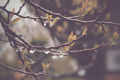 stänga, skott, trädgrenar, löv, närbildsskott, träd, grenar, natur, gren, vinter-, utomhus, säsong, springtime, kall temperatur, växt, fokusera på förgrunden, skönhet i naturen, närbild, inget folk, dag, lugn, vatten, tillväxt, våt, släppa, kvist, selektiv fokusering, regn, regndroppe, renhet, 1080P, CC0, offentligt domän, royaltyfria