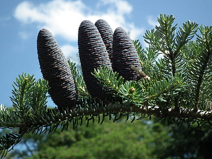 natura, albero, pigna, iglak, conifero, ramoscelli, ramo, conifera, nessuno, pianta, crescita, giorno, all'aperto, colore verde, bellezza nella natura, la tranquillità, foglia, cielo, parte vegetale, felce, avvicinamento, concentrarsi sulle conoscenze acquisite, Inquadratura dal basso, nuvola - cielo, albero di conifere, Pino, ago - parte vegetale, 2K, CC0, dominio pubblico, privo di copyright