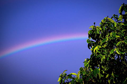 Regenbogen, Baum Blatt, Tapete, Baum, Blatt, Himmel, Natur, Blau, draußen, Sommer-, grüne Farbe, Hintergründe, szenen, mehrfarbig, Schönheit in der Natur, Szenen - Natur, Ruhe, Pflanze, ruhige Szene, keine Leute, Flachwinkelansicht, Wachstum, idyllisch, Tag, klarer Himmel, Pflanzenteil, 2K, CC0, gemeinfrei, lizenzfrei