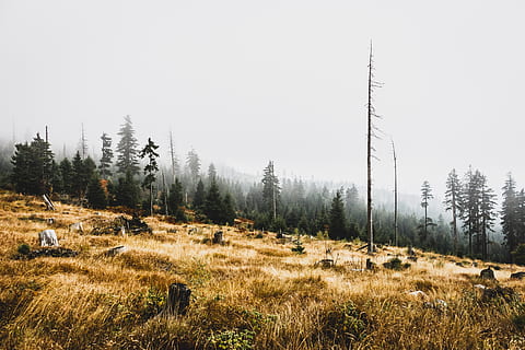 braun, Gras, Bäume, Tageszeit, braune Wiese, Foto, Grün, ein nebliger Tag, Baum, Wald, wolkig, Natur, Landschaft, draußen, szenen, Kiefer, Himmel, keine Leute, Berg, ländliche Szene, Winter, Tag, Pflanze, Ruhe, ruhige Szene, Land, Schönheit in der Natur, Umgebung, Nicht-städtische Szene, Szenen - Natur, Feld, Wachstum, klarer Himmel, idyllisch, 5K, CC0, gemeinfrei, lizenzfrei
