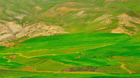 aconseguir, xai, llana, ovelles, animal, menjar, herba, mamífer, Agricultura, horitzontal, camp, naturalesa, natural, granja, carn, lanat, ramat, estiu, paisatge, turó, terra, panorama, país, vall, muntanya, escenics - natura, medi ambient, color verd, bellesa a la natura, tranquil·litat, escena rural, escena tranquil·la, escena no urbana, cap gent, vista aèria, planta, idíl·lic, dia, terrassa, a l'aire lliure, 2K, CC0, domini públic, lliure de regalies