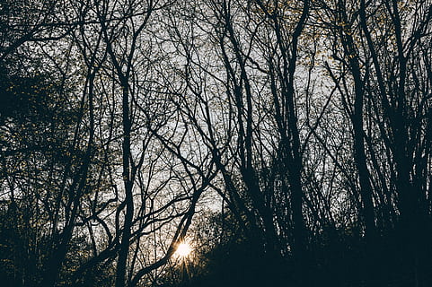 sun, silhouette, trees, branch, cold, dawn, environment, fall, fog, landscape, leaf, mist, park, season, snow, tree, trunk, weather, winter, wood, bare tree, nature, no people, outdoors, plant, tranquility, beauty in nature, forest, sky, land, growth, tranquil scene, scenics - nature, sunlight, low angle view, tree trunk, tree canopy, 5K, CC0, public domain, royalty free