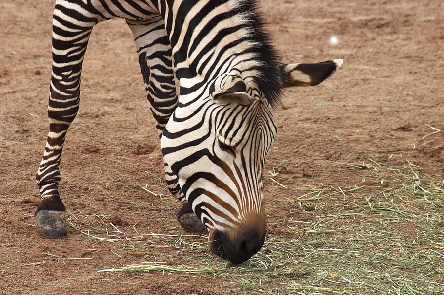 zebra, zoo, Àfrica, tancar, ratlles, animals de safari, vida salvatge, animal, família de cavalls, naturalesa, mamífer, animals a la natura, plana, color negre, sabana, a l'aire lliure, reserva de vida salvatge, àrea salvatge, Àfrica de l'Est, Parc Nacional, Kenya, mamífers, patró natural, herba, animals i mascotes, ramat, Plaines zebra, blanc, fauna animal, un animal, temes d'animals, cap gent, marques d’animals, camp, vertebrats, herbívors, dia, terra, animals domèstics, safari, 2K