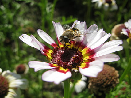 pollinator, แมลง, ดอกไม้, น้ำทิพย์, แมโคร, ปลูก, ฤดูร้อน, ฤดูใบไม้ผลิ, สัตว์ในป่า, สัตว์หนึ่งตัว, ธีมสัตว์, วัน, ไม้ดอก, สัตว์ที่ไม่มีกระดูกสันหลัง, ความบอบบาง, ความงามในธรรมชาติ, ผึ้ง, ความอ่อนแอ, สัตว์ป่า, สัตว์, กลีบดอกไม้, หัวดอกไม้, ความสด, การเจริญเติบโต, เรณู, การผสมเกสรดอกไม้, ไม่มีคน, bumblebee, 2K, CC0, โดเมนสาธารณะ, ค่าลิขสิทธิ์ฟรี