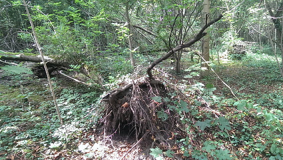 Skov, oversvømmet skov, leipzig, træer, Tyskland, træ, plante, jord, ro, vækst, skønhed i naturen, natur, dag, rolig scene, ingen mennesker, scenics - natur, bagagerum, træstamme, ikke-urbane scene, afdeling, faldende, vand, udendørs, flydende vand, 2K, CC0, offentligt domæne, royaltyfrie