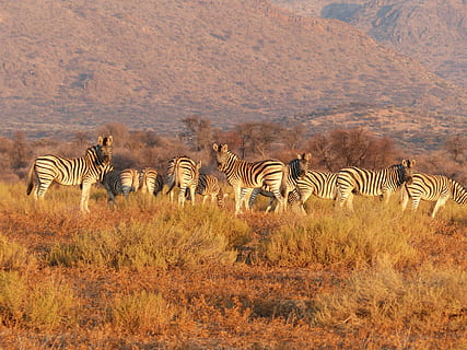 kawanan zebra, kawanan, zebra, Afrika, hewan safari, margasatwa, sabana, binatang di alam liar, alam, Afrika Timur, polos, daerah hutan belantara, Taman Nasional, safari, suaka Margasatwa, kenya, hewan, mamalia, tanzania, stepa, masai mara, keindahan di alam, taman nasional serengeti, di luar rumah, cadangan nasional masai mara, bergaris, sekelompok binatang, tidak ada orang, wisata lingkungan, hewan mangsa, satwa liar hewan, tema binatang, rumput, bertulang belakang, menanam, pemandangan, sekelompok besar binatang, hari, herbivora, setengah kering, 4K, CC0, domain publik, bebas royalti