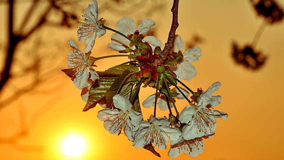 cirera, flor, primavera, arbre, planta, cap gent, naturalesa, Palmera, groc, bellesa a la natura, creixement, primer pla, full, part de la planta, menjar, color taronja, centrar-se en primer pla, a l'aire lliure, menjar i beguda, frescor, planta amb flors, branca, dia, 4K, CC0, domini públic, lliure de regalies