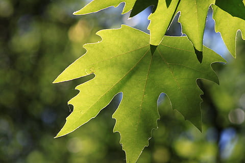 tree, leaves, reverse, reverse light, plant, forest, plant part, leaf, growth, green color, close-up, focus on foreground, nature, beauty in nature, day, no people, sunlight, outdoors, freshness, selective focus, leaf vein, natural pattern, tranquility, 4K, CC0, public domain, royalty free