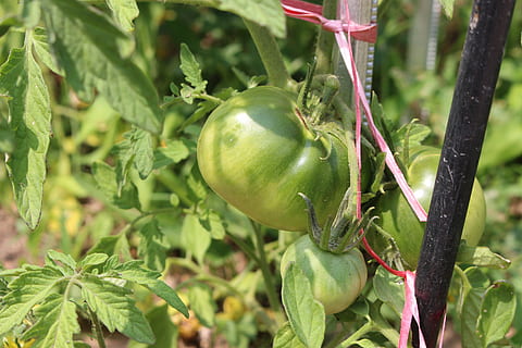 Tomate, Obst, Essen und Trinken, grüne Farbe, gesundes Essen, Lebensmittel, Wachstum, Pflanze, Frische, Blatt, Pflanzenteil, Wohlbefinden, Nahansicht, keine Leute, Natur, Gemüse, Tag, Fokus auf den Vordergrund, Baum, Landwirtschaft, unreif, organisch, draußen, reif, Passionsfrucht, 5K, CC0, gemeinfrei, lizenzfrei