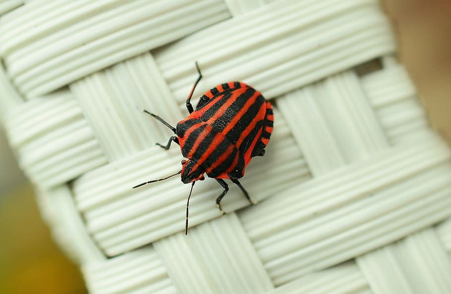 italià, ratlles, escarabat, blanc, superfície de vímet, bug error, error, macro, insecte, vermell, foto d’insectes, tancar, negre vermell, un animal, animals a la natura, temes d'animals, cap gent, primer pla, dia, a l'aire lliure, fragilitat, fauna animal, animal, invertebrat, enfocament selectiu, naturalesa, centrar-se en primer pla, part del cos dels animals, bellesa a la natura, ala dels animals, marques d’animals, papallona - insecte, 2K