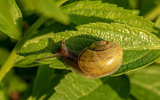 selektiv, fokus fotografering, snegl, blad, skal, spiralformet, bløddyr, krybdyr, snegl shell, haven snegle, natur, sonde, langsomt, kravle, dyr, boliger, tæt, udsigt, væsen, land snegle, slimet, glat, plante del, dyreliv, mollusk, grøn farve, hvirvelløse, tæt på, havsnegle, dyre temaer, plante, dyreskal, ingen mennesker, dyr i naturen, et dyr, vækst, skønhed i naturen, udendørs, 5K, CC0, offentligt domæne, royaltyfrie