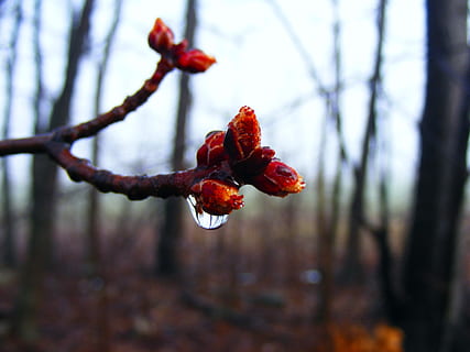 Weiß, Tau, rot, Pflanze, Knospung, Nahansicht, Knospen, Frühling, Knospe, frisch, Jahreszeit, Stengel, isoliert, neuer Anfang, Baum, Geburt, Freude, Neustart, Tautropfen, Tröpfchen, Frische, Makro, Morgen, Wasser, Regentropfen, Wassertropfen, Tiffin, Ohio, Fokus auf den Vordergrund, Schönheit in der Natur, Wachstum, keine Leute, Blume, Ast, Tag, Natur, blühende Pflanze, Verletzlichkeit, Zerbrechlichkeit, draußen, selektiver Fokus, Zweig, Obst, Blütenkopf, 2K, CC0, gemeinfrei, lizenzfrei