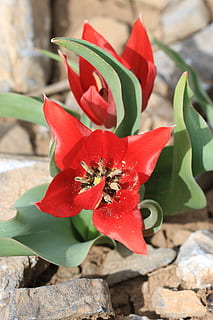 verde, rosso, fiore, giardino, pianta, fiori, bellissimo, macro, tulipani, terry, bellezza nella natura, pianta fiorita, avvicinamento, crescita, petalo, freschezza, natura, infiorescenza, vulnerabilità, nessuno, testa di fiore, fragilità, giorno, parte vegetale, foglia, concentrarsi sulle conoscenze acquisite, botanica, all'aperto, 5K, CC0, dominio pubblico, privo di copyright