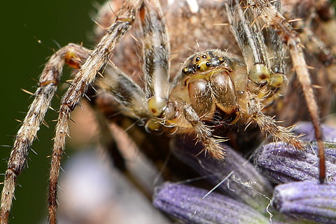 spin, macro, dieren in het wild, ongewerveld, dierenleven, insect, dierlijke thema's, spinachtige, dier, geleedpotige, detailopname, één dier, springende spin, selectieve aandacht, dag, natuur, zoölogie, geen mensen, dierlijke lichaamsdeel, focus op de voorgrond, dierlijk oog, dierlijk been, 1080P, CC0, publiek domein, royaltyvrij