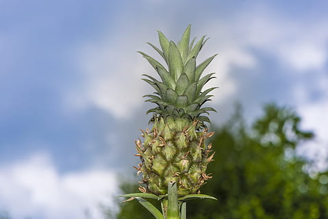 mini pinya, pinya, pla, menjar, tropical, fruita, petit, nadó, dolç, fons, naturalesa, verd, exòtic, saludable, frisch, créixer, estiu, decoratiu, dieta, deliciós, postres, crua, botànica, hawaïi, saborós, snack gourmet, madur, menjar i beguda, alimentació saludable, planta, fruita tropical, color verd, frescor, full, creixement, cap gent, agricultura, part de la planta, bellesa a la natura, benestar, cel, a l'aire lliure, arbre, comestibles, 5K, CC0, domini públic, lliure de regalies