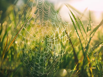 pavouk, web, zelená, tráva, Příroda, venkovní, bokeh, svítání, světlo, hmyz, rostlina, pavoučí síť, křehkost, detail, krása v přírodě, pokles, zranitelnost, nikdo, zaměřit se na popředí, mokré, voda, selektivní zaměření, zelená barva, vzor, venku, rosa, růst, složitost, déšť, 4K, CC0, veřejná doména, bez autorských práv