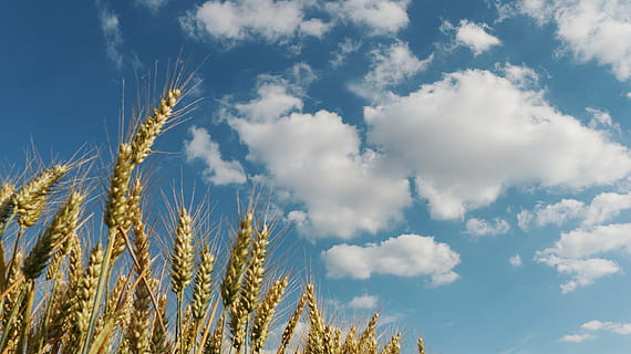 Heufeld, Blau, Weiß, Himmel, tagsüber, Kornfeld, Weizenfelder, Feld, Weizen, Landwirtschaft, Getreide, Wolke, ländlich, Landschaft, epi, Frankreich, Spikes, Pflanze, Ernte, wolke - himmel, Getreidepflanze, Natur, Wachstum, ländliche Szene, Land, Schönheit in der Natur, Umgebung, Tag, keine Leute, Flachwinkelansicht, Gerste, Lebensmittel, draußen, reif, 5K, CC0, gemeinfrei, lizenzfrei