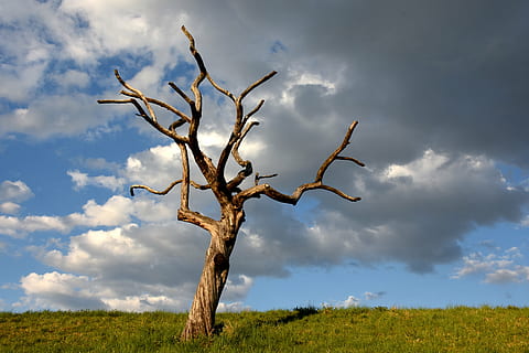 visne, træ, jord, træskelet, skyer, eng, græs, himmel, log, bare træ, natur, landskab, sky - himmel, udendørs, afdeling, dag, plante, miljø, Mark, ikke-urbane scene, ingen mennesker, død plante, ro, scenics - natur, skønhed i naturen, 5K, CC0, offentligt domæne, royaltyfrie