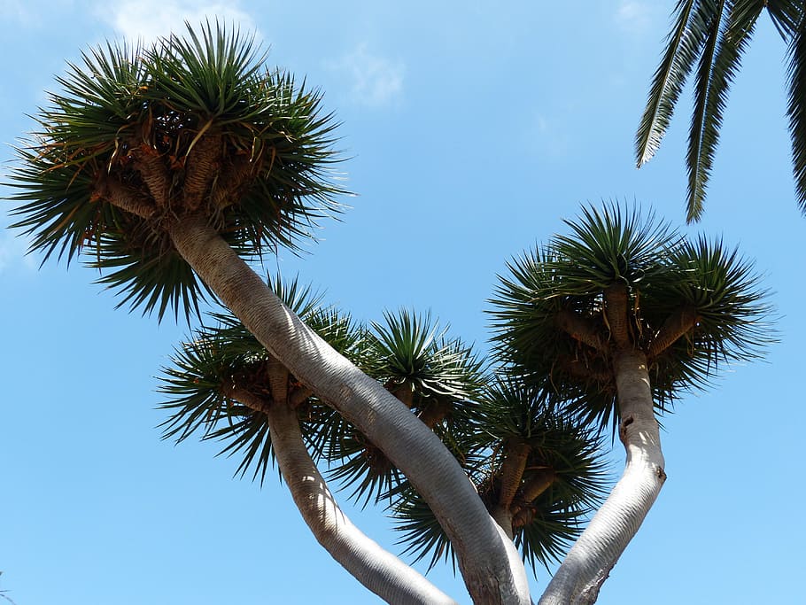 arbre, corona, espinós, arbre tan, palmell, arbre del drac de l'illa canària, dracaena draco, arbre del drac, dracaena, registre, tribu, Palmera, clima tropical, planta, cel, vista d’angle baix, naturalesa, cap gent, dia, creixement, tronc de l'arbre, tronc, blau, cel clar, bellesa a la natura, a l'aire lliure, fulla de palma, assolellat, llum solar, tranquil·litat, arbre tropical, palmera de coco, picant, 4K