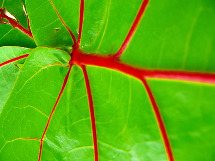 daun, eksotis, flora, pohon, Dominikan, eksotik, flora, republik, hijau, merah, warna hijau, bingkai penuh, latar belakang, menanam, bagian tanaman, merapatkan, pertumbuhan, tidak ada orang, alam, keindahan di alam, hari, di luar rumah, vena daun, kesegaran, fokus pada latar depan, pola, pola alami, 2K, CC0, domain publik, bebas royalti