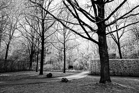 albero, siepe, sentiero, parco, brina, inverno, scena invernale, freddo, bw, monocromatico, pianta, tronco d'albero, tronco, natura, la tranquillità, albero nudo, giorno, bellezza nella natura, scena tranquilla, terra, nessuno, paesaggio, ramo, crescita, all'aperto, scenics - natura, scena non urbana, 4K, CC0, dominio pubblico, privo di copyright