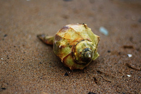 grüne Muschelschale, Muschelschale, Schale, Meeresmuschel, Strand, Sand, Hintergrund, Sommer-, Ozean, Muschel, ein Tier, Tierthemen, Tiere in freier Wildbahn, Tier, Tierwelt, Nahansicht, keine Leute, Land, Natur, Tierhülle, selektiver Fokus, Weichtier, Schnecke, Tag, wirbellos, Krebs, draußen, Marine, 5K, CC0, gemeinfrei, lizenzfrei