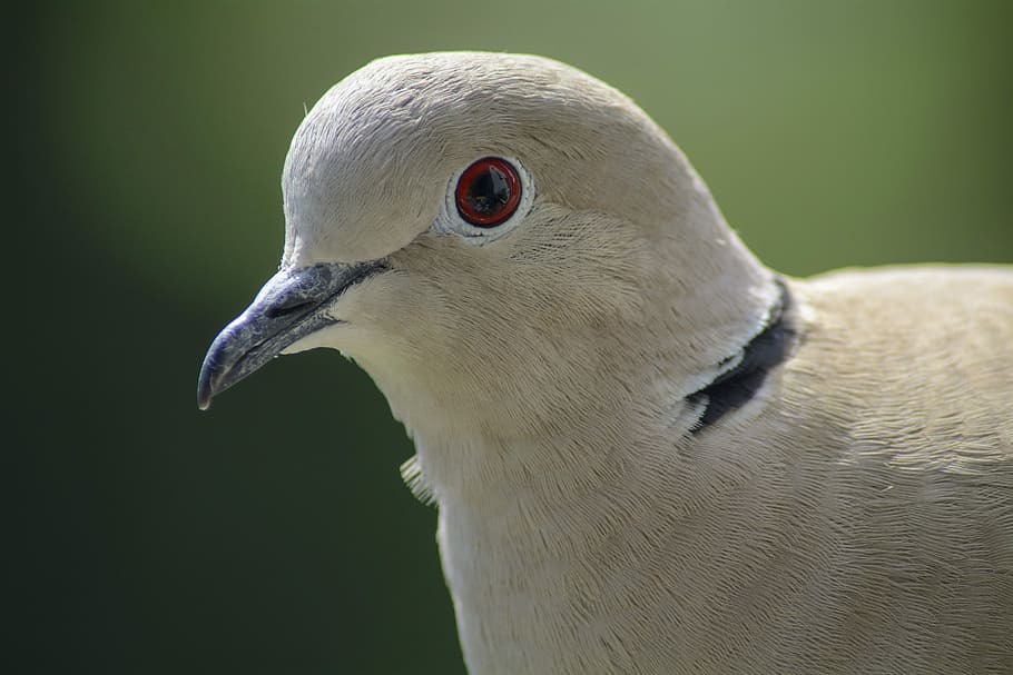 colom, collar, retrat, ocell, naturalesa, temes d'animals, un animal, animal, fauna animal, animals a la natura, vertebrats, bec, part del cos dels animals, primer pla, cap gent, centrar-se en primer pla, cap d’animals, colom - ocell, dia, Color blanc, ploma, gris, vista del perfil, ull d’animals, 5K