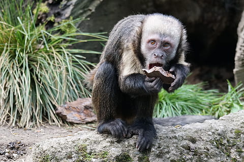 mico, menjar, primat, un animal, fauna animal, mamífer, animals a la natura, vertebrats, cap gent, assegut, dia, rock, naturalesa, sòlid, animals en captivitat, retrat, rock - object, a l'aire lliure, zoo, bambú - planta, 5K, CC0, domini públic, lliure de regalies