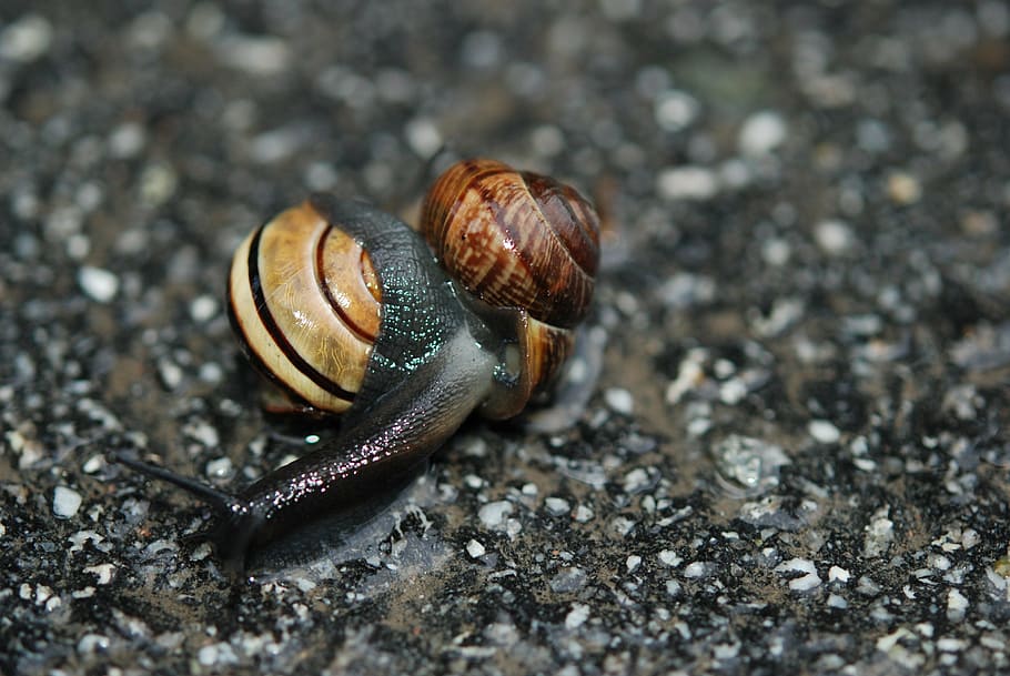cargol, amor, aparellament, copulació, mol·lusc, invertebrat, fauna animal, gasteròpode, temes d'animals, animal, animals a la natura, un animal, shell, cap gent, primer pla, closca d’animals, dia, naturalesa, terra, a l'aire lliure, sòlid, part del cos dels animals, insecte, rastreig, 4K