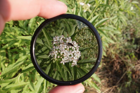 filter, circular, polarizing, light, accessory, camera, polarizer, photographic, technology, human hand, human body part, flower, hand, plant, holding, flowering plant, nature, one person, body part, close-up, beauty in nature, finger, human finger, freshness, day, unrecognizable person, magnifying glass, growth, outdoors, gardening, flower arrangement, bouquet, 4K, CC0, public domain, royalty free