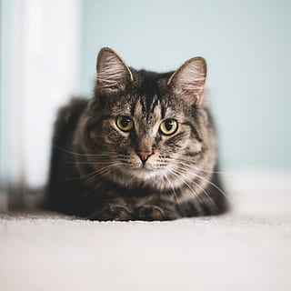 gato enfrente, Al frente, gato, animales, Gato domestico, mascotas, animal, linda, mirando, felino, animales domesticos, mamífero, adentro, piel, animales y mascotas, un animal, bigotes, gatito, atigrado, animal joven, temas de animales, nacional, retrato, mirando a la cámara, vertebrado, nadie, relajación, de cerca, parte del cuerpo del animal, ojo de animal, 2K