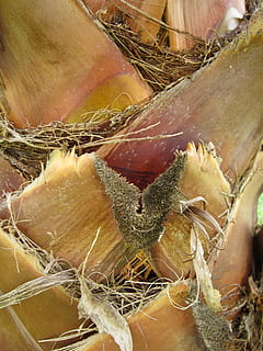 Lukk, palm, stamme, mønster, seksjon, struktur, natur, gul, flimmer, mat og Drikke, nærbilde, mat, friskhet, velvære, ingen folk, spise sunt, stilleben, full ramme, marked, detaljhandel, dag, bakgrunn, rå mat, til salgs, løk, frukt, gruppe av objekter, anlegg, detalj, 4K, CC0, offentlig domene, opphavsrett gratis