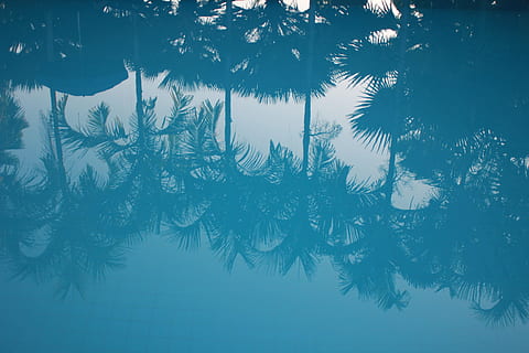 krop af vand, untitled, afspejling, Palme træ, blåt vand, vand, pool, tropisk, natur, vinter, blå, sne, baggrunde, træ, koldtemperatur, jul, ingen mennesker, sæson, illustration, frost, himmel, kold temperatur, plante, ro, skønhed i naturen, fest, Frosset, ferie, snefnug, afdeling, is, nåletræ, fyrretræ, 2K, CC0, offentligt domæne, royaltyfrie