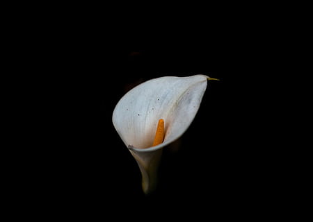 fotografie, calla lily, selektivní, zaměření fotografie, calla lily flower, květ, zastavit, okvětní lístek, temný, sama, černé pozadí, studio shot, nikdo, detail, uvnitř, svěžest, jeden objekt, kopie prostor, bílá barva, křehkost, zranitelnost, krása v přírodě, jídlo a pití, oranžová barva, jídlo, rostlina, vystříhnout, zaměřit se na popředí, 8K, CC0, veřejná doména, bez autorských práv