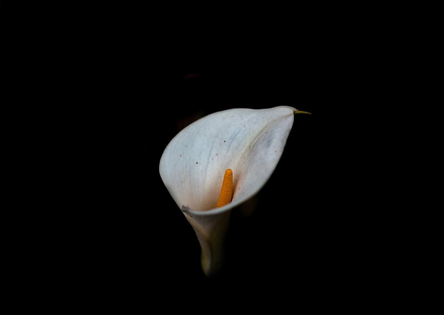 foto, lliri de cala, selectiu, foto del focus, flor de lliri de cala, flor, tija, pètal, fosc, sol, fons negre, tir de l'estudi, cap gent, primer pla, a l'interior, frescor, sol objecte, còpia espai, Color blanc, fragilitat, vulnerabilitat, bellesa a la natura, menjar i beguda, color taronja, menjar, planta, tallar, centrar-se en primer pla, 8K