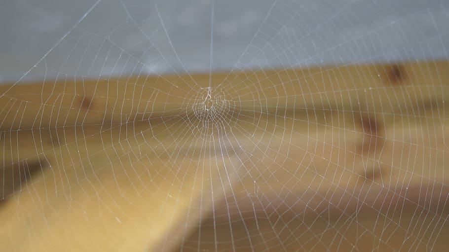 web, spider web, web, ragno, ragnatela, web, nessuno, bagnato, natura, modello, giorno, all'aperto, fragilità, vulnerabilità, avvicinamento, ragno, temi animali, modello naturale, concentrarsi sulle conoscenze acquisite, artropodo, aracnide, animale, invertebrato, bellezza nella natura, fotogramma intero, sfondi, concentrico, complessità, rugiada, 4K