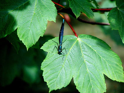 libèl·lula, insecte, blau, full, part de la planta, un animal, invertebrat, fauna animal, animal, temes d'animals, color verd, animals a la natura, primer pla, naturalesa, planta, cap gent, creixement, centrar-se en primer pla, dia, a l'aire lliure, vista d’angle alt, zoologia, 1080P, CC0, domini públic, lliure de regalies