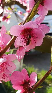 blomst, natur, forår, pollen, lyserød, farverig blomst, støvdrager, kronblade, farve pink, bi, fisk, blomstrende plante, plante, lyserød farve, vækst, friskhed, skønhed i naturen, sårbarhed, skrøbelighed, kronblad, tæt på, blomsterhoved, blomsterstand, ingen mennesker, blomstre, fokus på forgrunden, dag, botanik, udendørs, kirsebær blomst, 2K, CC0, offentligt domæne, royaltyfrie