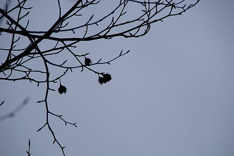noci di faggio, faggio, silhouette, rami, cielo, inverno, Kahl, Karg, solitario, brullo, sterile, solitudine, trist, natura, paesaggio, albero, ramo, Inquadratura dal basso, pianta, animali allo stato selvatico, animale, albero nudo, fauna selvatica, cielo sereno, temi animali, vertebrato, nessuno, uccello, giorno, un animale, all'aperto, appollaiati, 5K, CC0, dominio pubblico, privo di copyright
