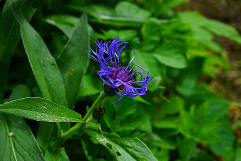 kornblomst, blomst, blomstre, flor, blå, lilla, violet, centaurea cyanus, zyane, knapweed, centaurea, kompositter, Asteraceae, mørkeblå, blå violet, natur, plante, sommer, tæt på, blad, blomstrende plante, friskhed, skønhed i naturen, skrøbelighed, sårbarhed, vækst, blomsterhoved, grøn farve, kronblad, blomsterstand, plante del, ingen mennesker, dag, botanik, 5K, CC0, offentligt domæne, royaltyfrie