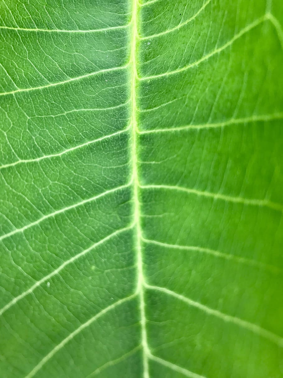 Grün, Blatt, te, Natur, Pflanze, grünes Blatt, Farbe, hell, Wachstum, natürlich, Garten, Textur, frisch, Hintergrund, Muster, Frische, Pflanzenteil, Blattvene, grüne Farbe, Nahansicht, Hintergründe, Vollbild, keine Leute, Makro, extreme Nahaufnahme, Schönheit in der Natur, natürliches Muster, texturiert, draußen, Verletzlichkeit, Struktureffekt, hell erleuchtet, 4K