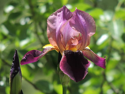iris, flor, primavera, naturalesa, pètals, violeta, jardí, planta, planta amb flors, bellesa a la natura, vulnerabilitat, fragilitat, pètal, frescor, cap de flor, creixement, inflorescència, primer pla, centrar-se en primer pla, porpra, dia, cap gent, a l'aire lliure, iris - planta, marró, 1080P, CC0, domini públic, lliure de regalies