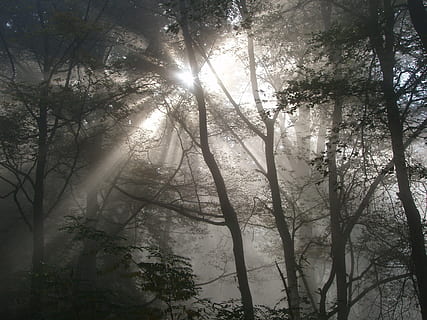 foresta, luce, illuminazione, luce posteriore, raggio di luce, sole, natura, ombra, allagato, albero, pianta, bellezza nella natura, la tranquillità, terra, Inquadratura dal basso, crescita, luce del sole, nessuno, giorno, raggio di sole, scena tranquilla, bosco, ramo, scena non urbana, all'aperto, scenics - natura, cielo, riflesso lente, streaming, baldacchino di albero, 2K, CC0, dominio pubblico, privo di copyright