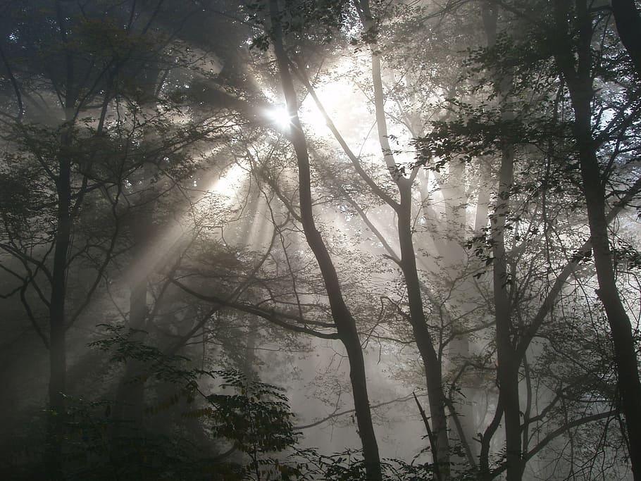 bosc, llum, il·luminació, llum de fons, feix de llum, sol, naturalesa, ombra, inundat, arbre, planta, bellesa a la natura, tranquil·litat, terra, vista d’angle baix, creixement, llum solar, cap gent, dia, raig de sol, escena tranquil·la, branca, escena no urbana, a l'aire lliure, escenics - natura, cel, flare de la lent, streaming, copa de l'arbre, 2K