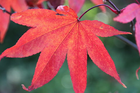 blad, boom, fabriek, Bos, rood, nazomer, herfst, verandering, detailopname, natuur, dag, deel van de plant, schoonheid in de natuur, focus op de voorgrond, geen mensen, groei, bladeren, kwetsbaarheid, breekbaarheid, buitenshuis, esdoorn blad, Oranje kleur, bladader, natuurlijke toestand, regendruppel, 5K, CC0, publiek domein, royaltyvrij