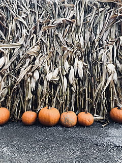 foto, zucca, erba, zucche arancioni, sfondo, arancia, Mais, campo, autunno, cibo e bevande, cibo, benessere, grande gruppo di oggetti, mangiare sano, giorno, verdura, abbondanza, freschezza, nessuno, natura morta, cibo crudo, colore arancione, in vendita, mercato, natura, terra, avvicinamento, scelta, all'aperto, 1080P, CC0, dominio pubblico, privo di copyright