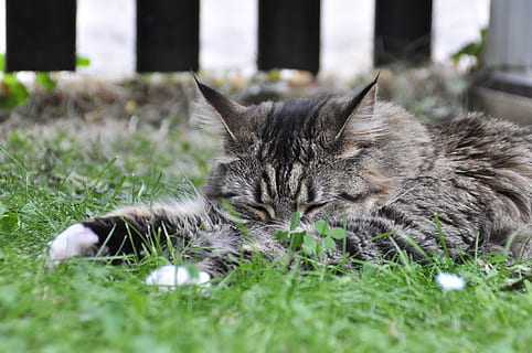 dormit, pisică, macrou, animal, mamifer, intern, animale de companie, animale tematice, animale domestice, iarbă, un animal, pisica domestica, felin, plantă, animale vertebrate, relaxare, selectiv, nici o persoana, odihnă, culcat, a închide, natură, mustăţi, suprafață, 1080P, CC0, domeniu public, fără drepturi de autor